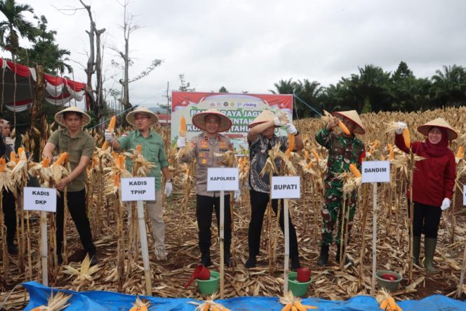 
 Polres Lahat Ikuti Panen Raya Jagung Serentak Kuartul IV 2025