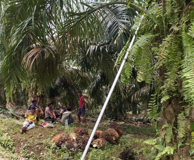 
 Dugaan Korupsi Aset Sawit Pemkab Lahat Mencuat, Panen dan Penjualan Diduga Tanpa Dasar Resmi